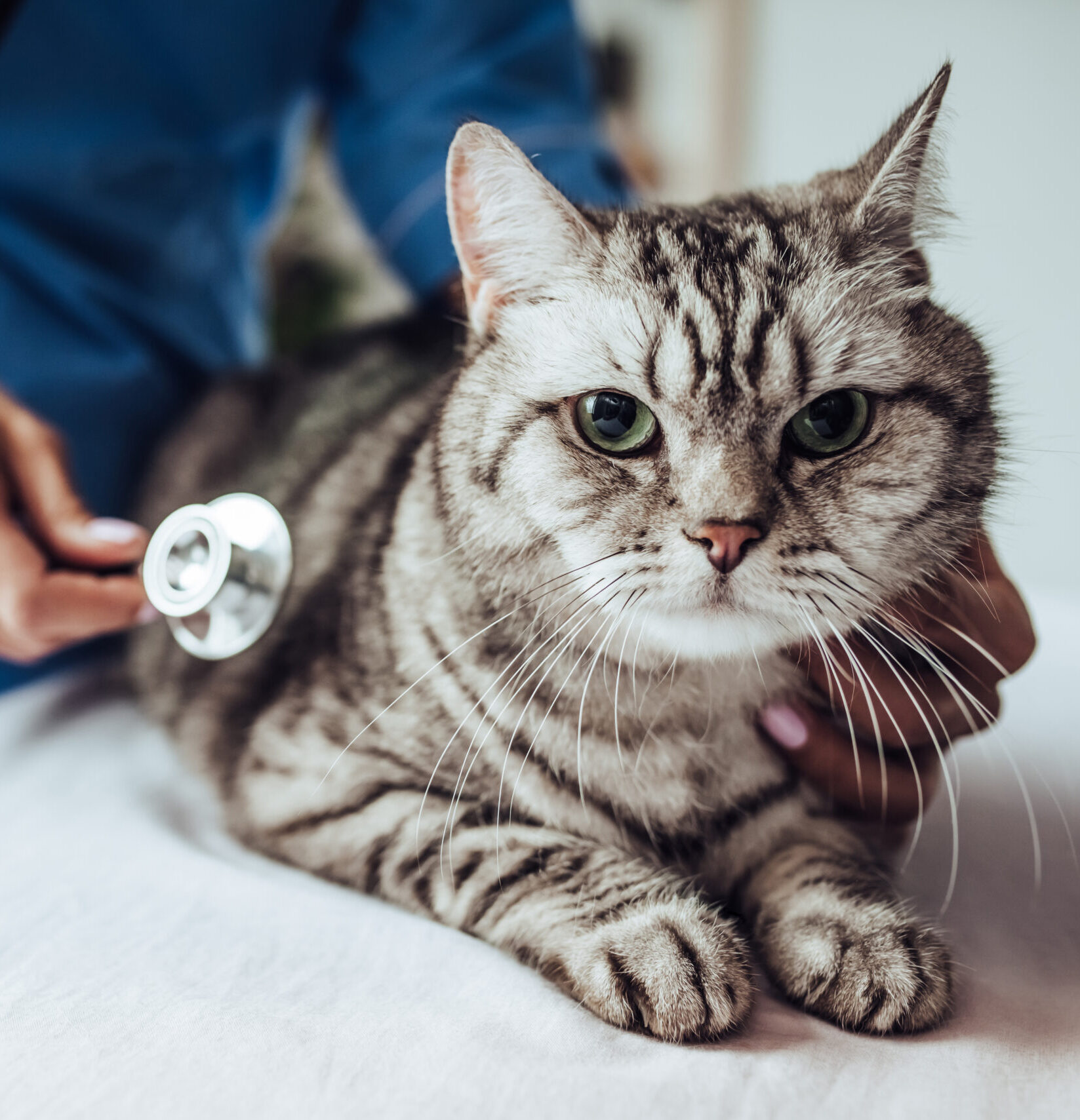 Cropped image of beautiful female doctor veterinarian with stethoscope is examining cute grey cat at vet clinic.