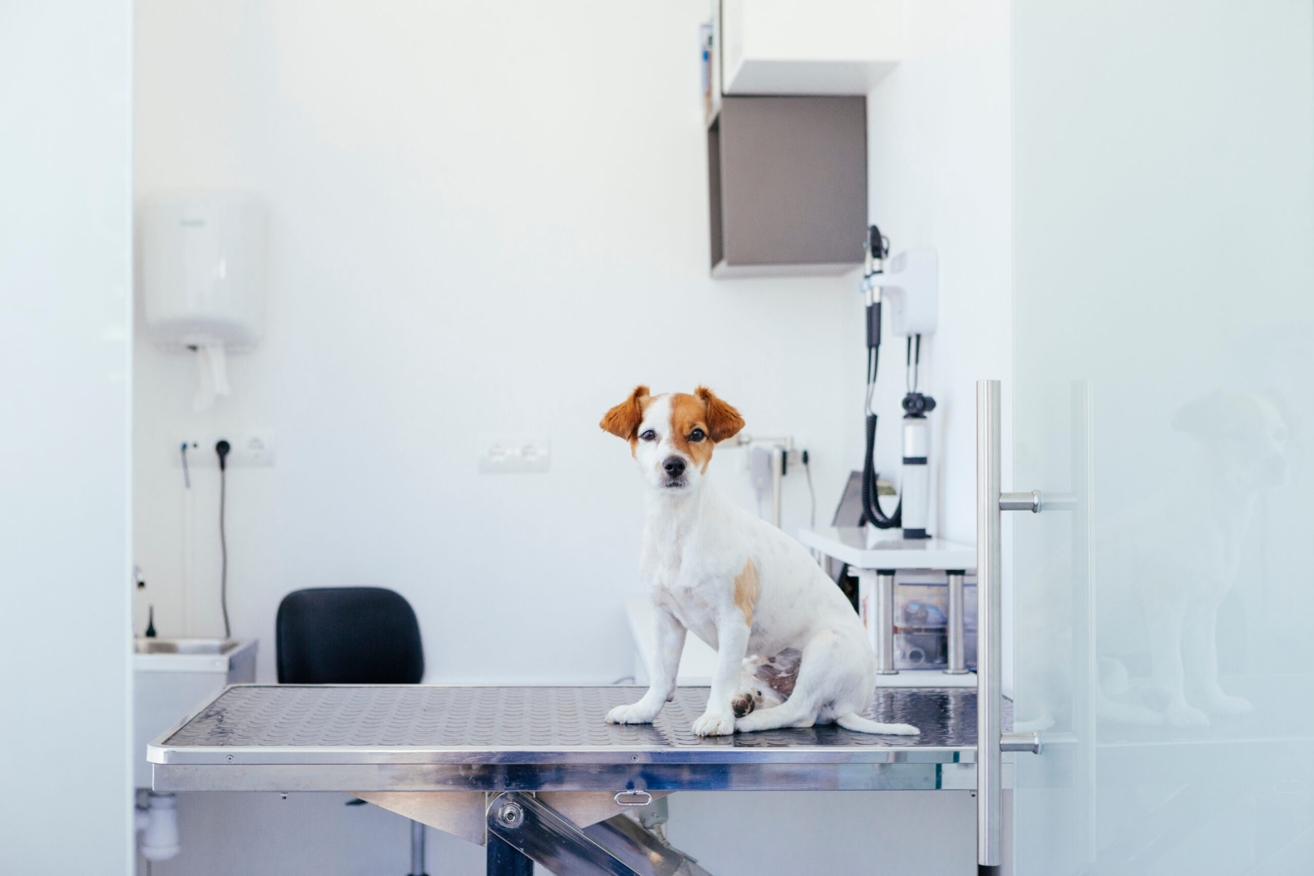 sick puppy about to have a revision in the hospital