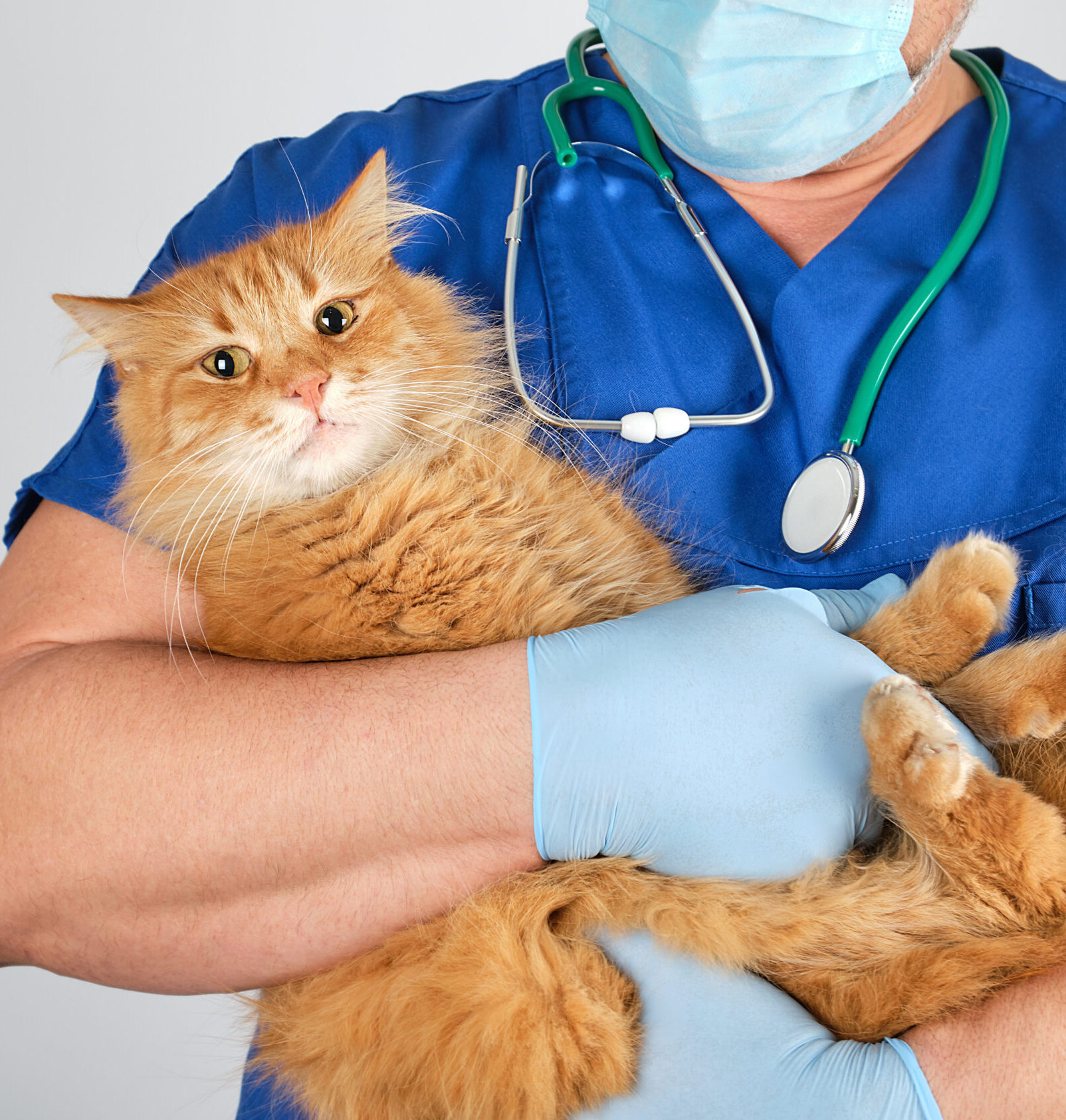 veterinarian doctor in blue uniform holding fluffy red cat in hands on white background