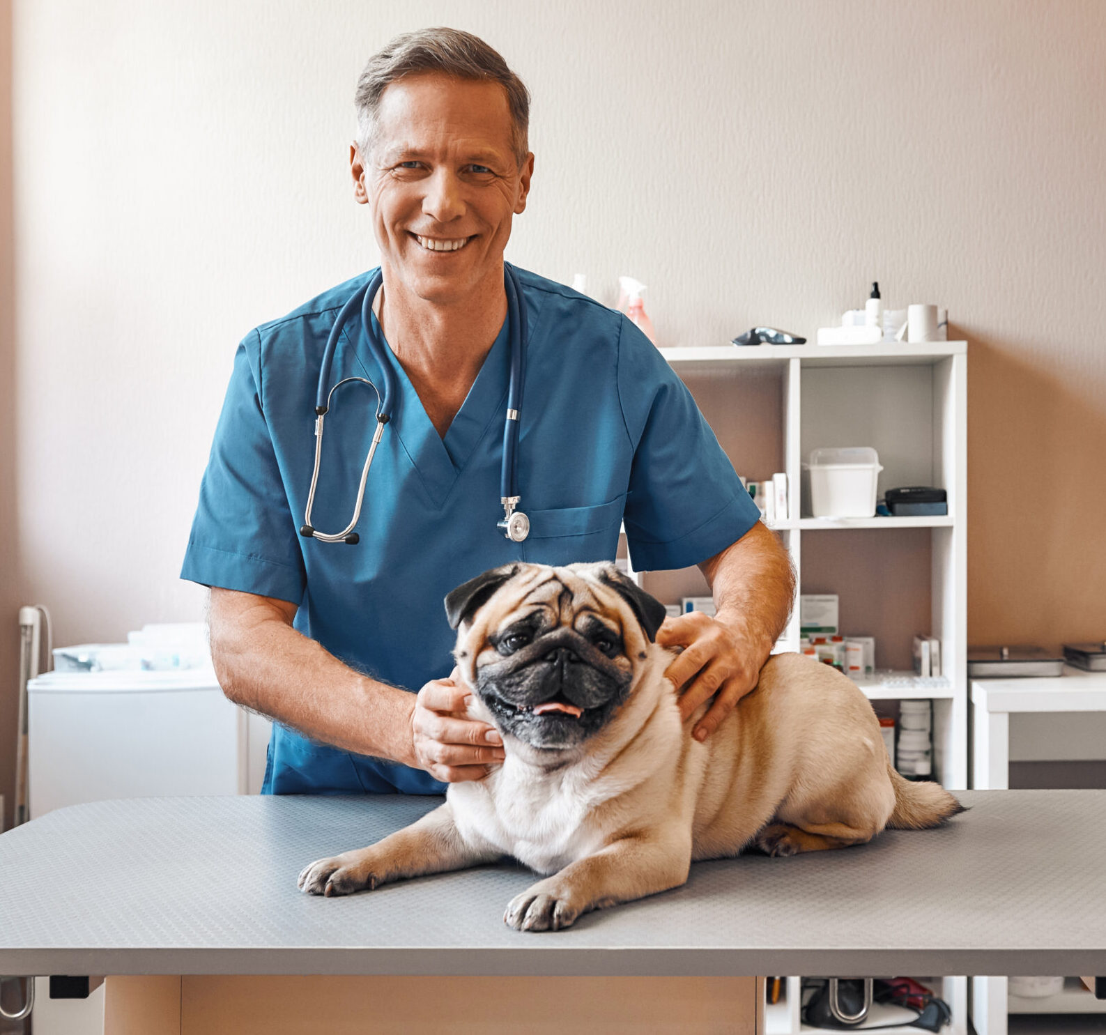 My best patient. Cheerful middle aged male vet in work uniform holding a pug and smiling while standing at veterinary clinic. Pet care concept. Medicine concept. Animal hospital