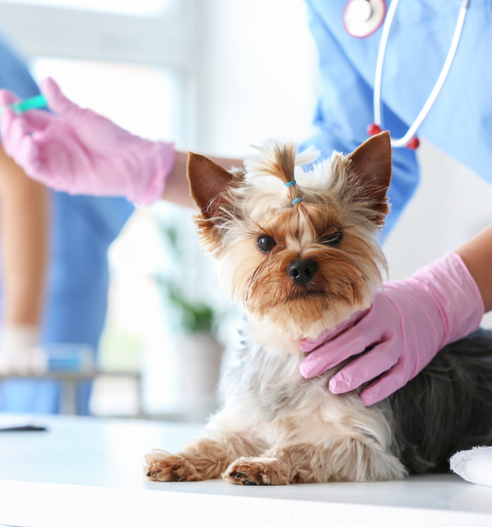 Veterinarian vaccinating cute dog in clinic