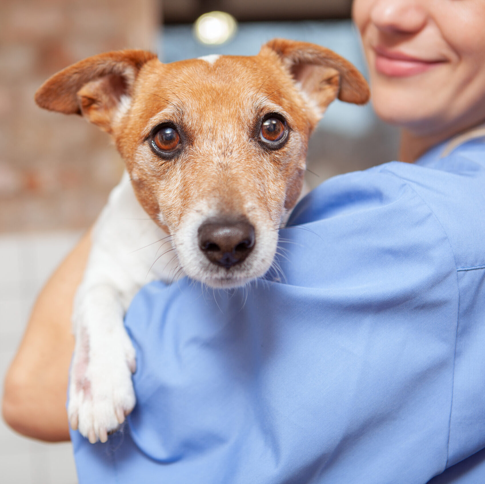 Close up of a cute funny jack russel terrier in the arms of a female veterinarian doctor. Healthy pets, profession concept