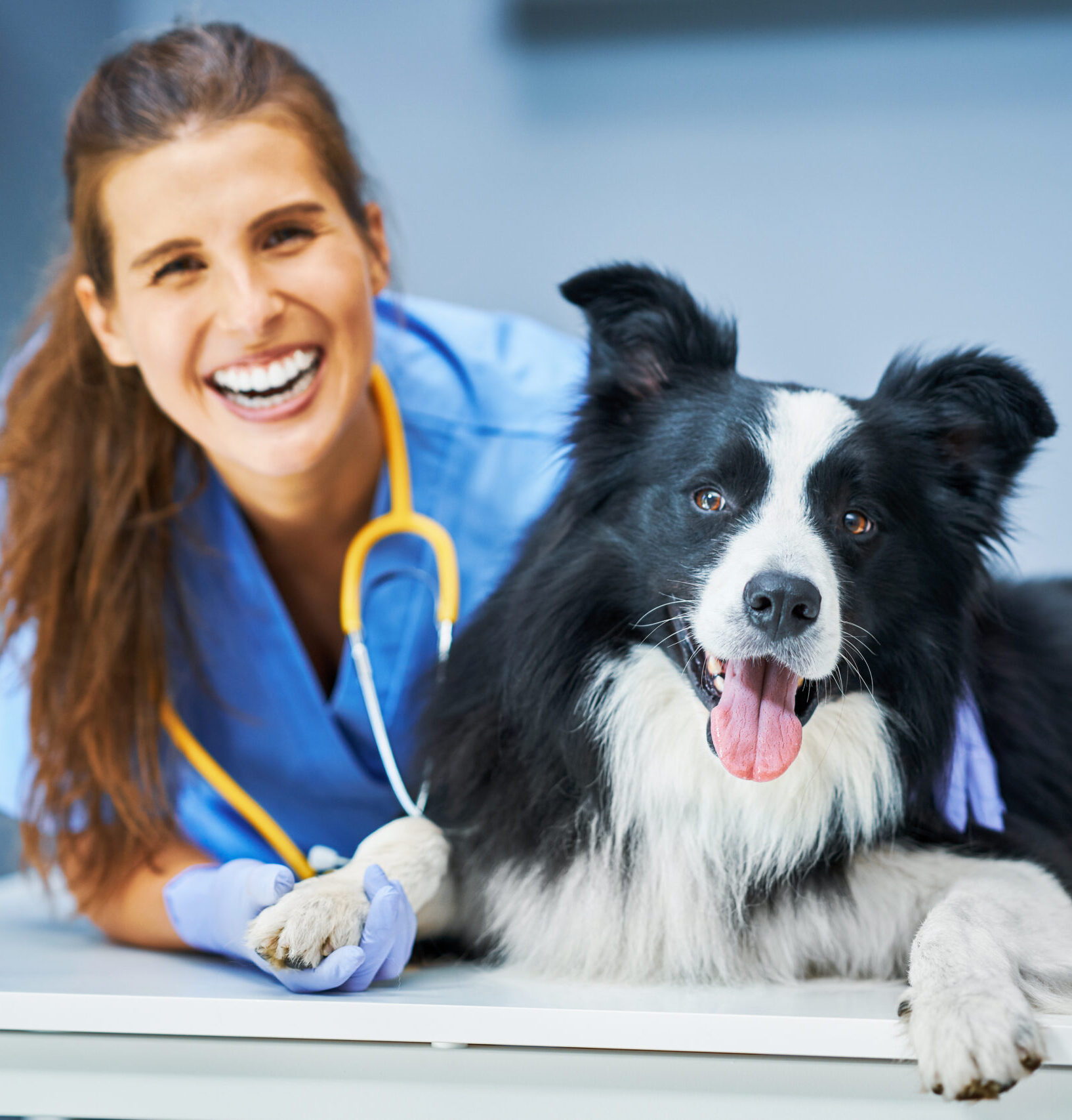 Picture of female vet examining a dog in clinic