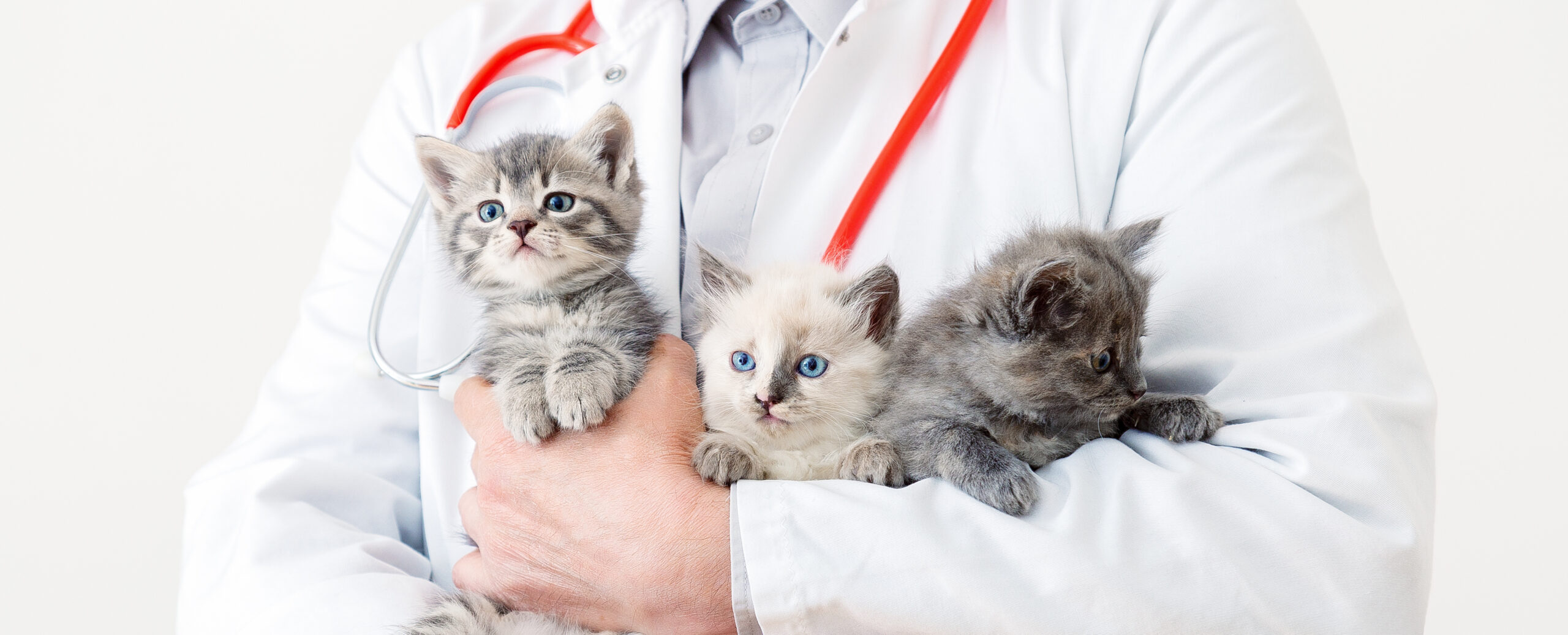 Little fluffy group of cats at vet appointment. Man vet doctor holding many kittens cats for check health, animal pets check up. 3 Kittens in doctor hands in veterinary clinic. Long web banner.