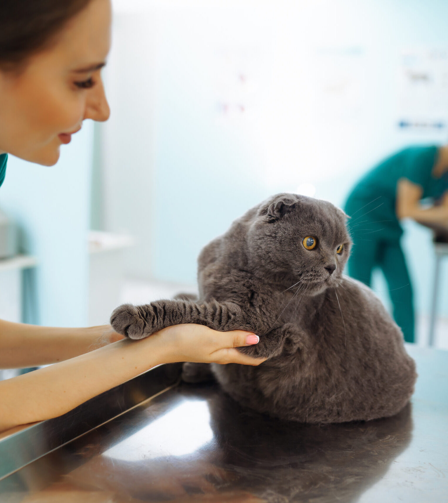 Young woman veterinarian examining cat on table in veterinary clinic. Specialist with stethoscope listen to kitten heart beat, patient lung. Medicine for domestic animal.