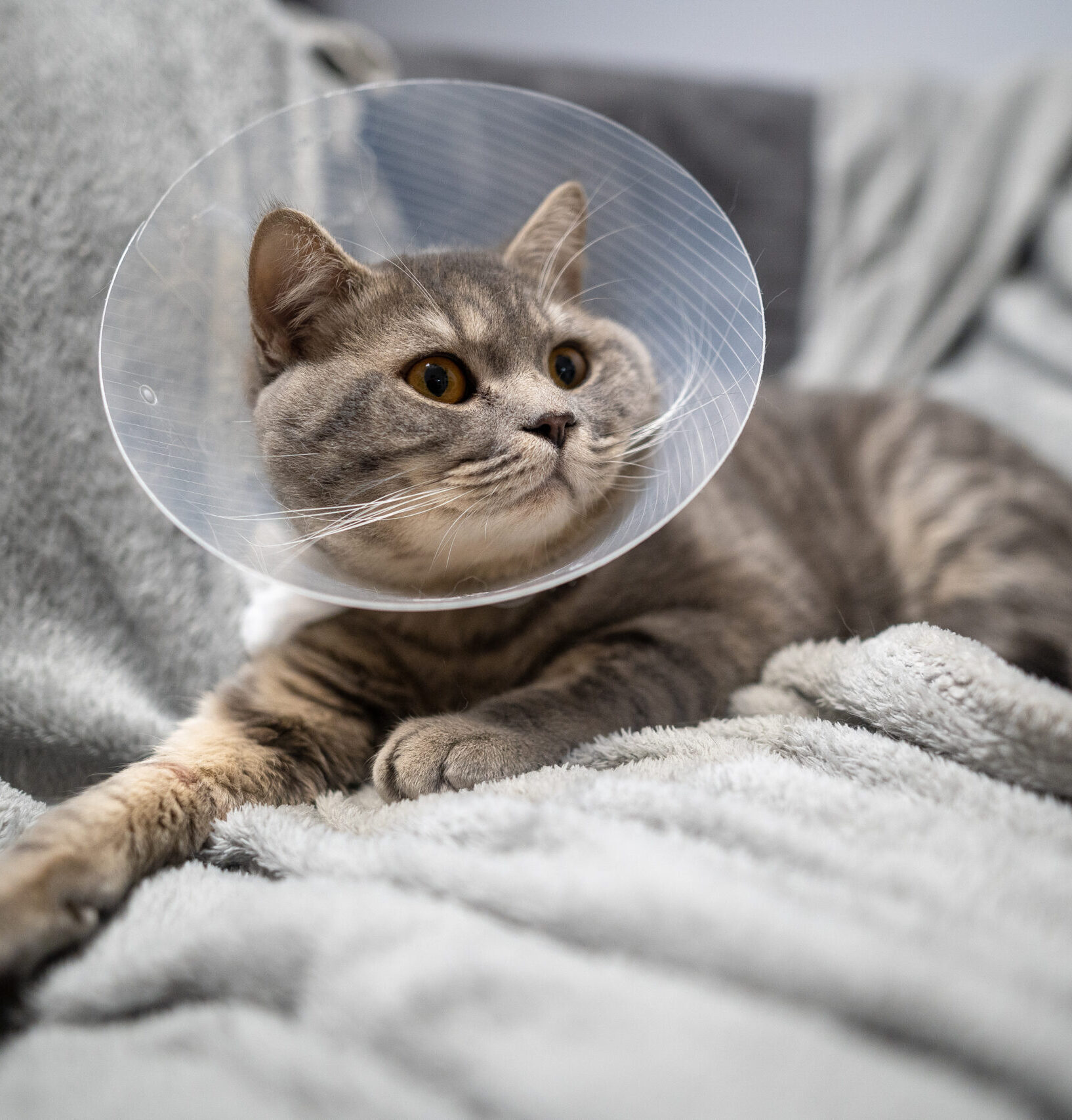 Tired cat gray Scottish Straight breed resting with veterinary cone after surgery at home on the couch. Animal healthcare concept. After surgery cat's recovery in or E-Collar. Elizabethan Collar