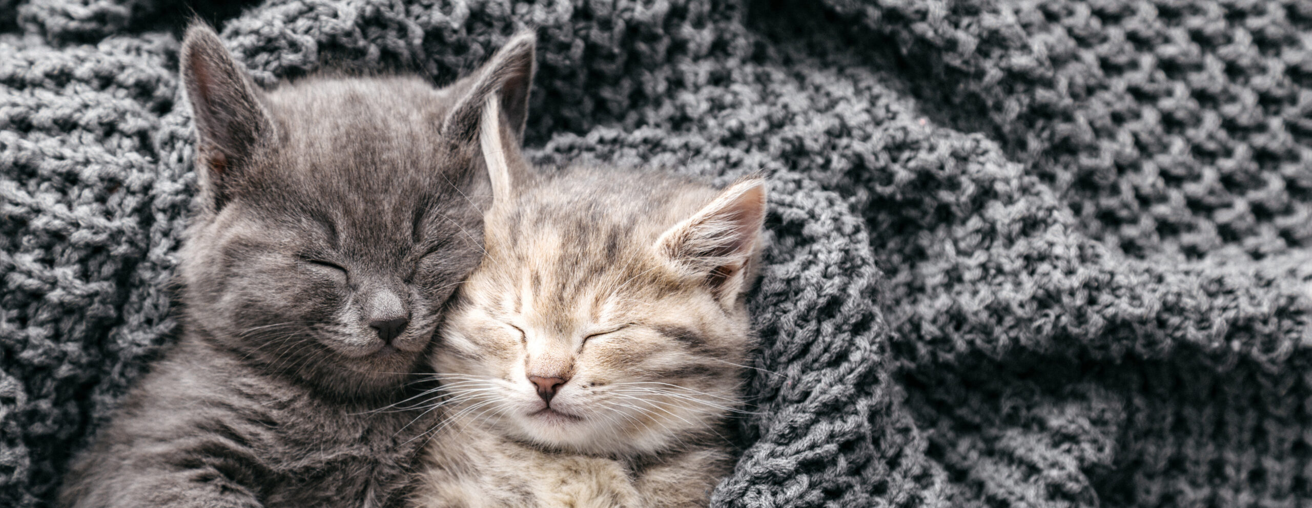 Couple kittens in love sleep nap on soft knitted gray blanket. Portrait cats rest in bed. Feline love hug friendship on Valentine day. Pets Animal sleep at cozy home. Long web banner copy space