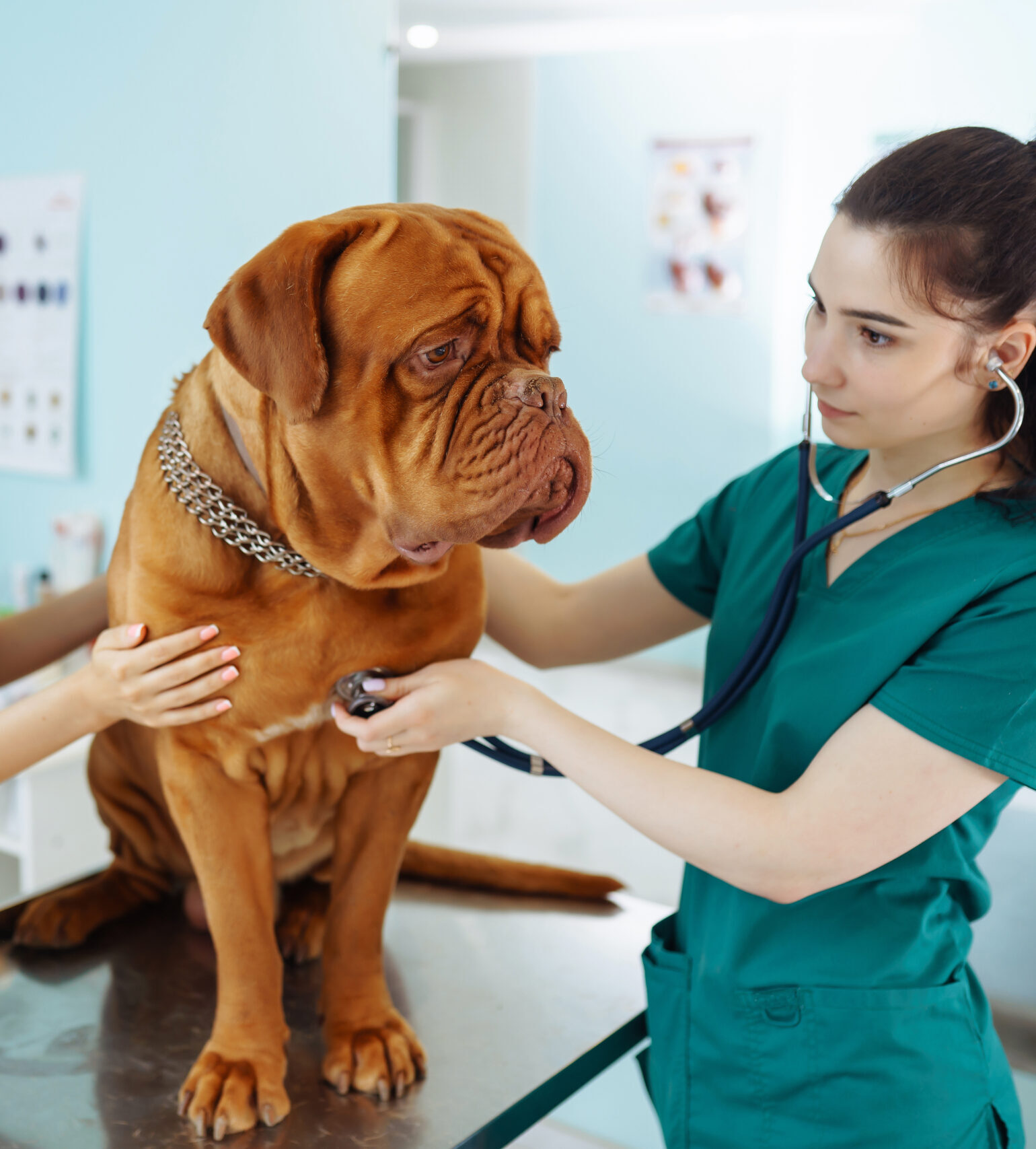 Doctors examining a very cute dog in veterinary clinic. Dogue de bordeaux. Medicine, pet, animals, health care and people concept.