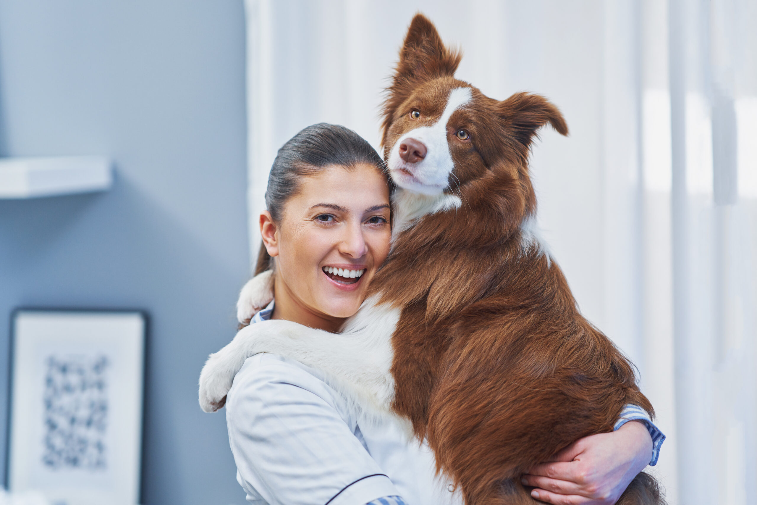 Brown Border Collie dog during visit in vet. High quality photo