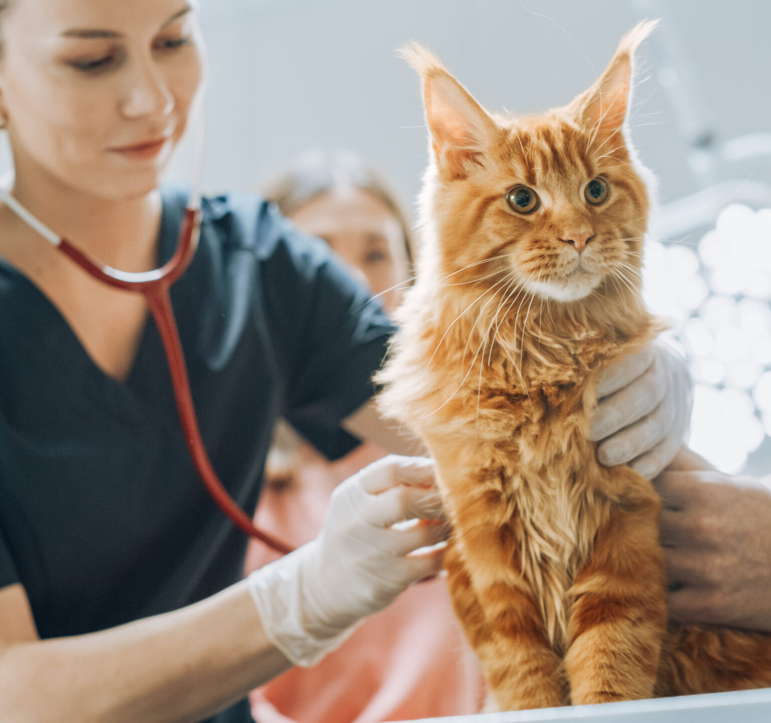 Smiling Veterinarian Using Stethoscope to Examining Breathing of a Pet Maine Coon Sitting on a Check Up Table. Cat Owner Patiently Waiting in the Room to Calm the Red Cat. Visit to Veterinary Clinic