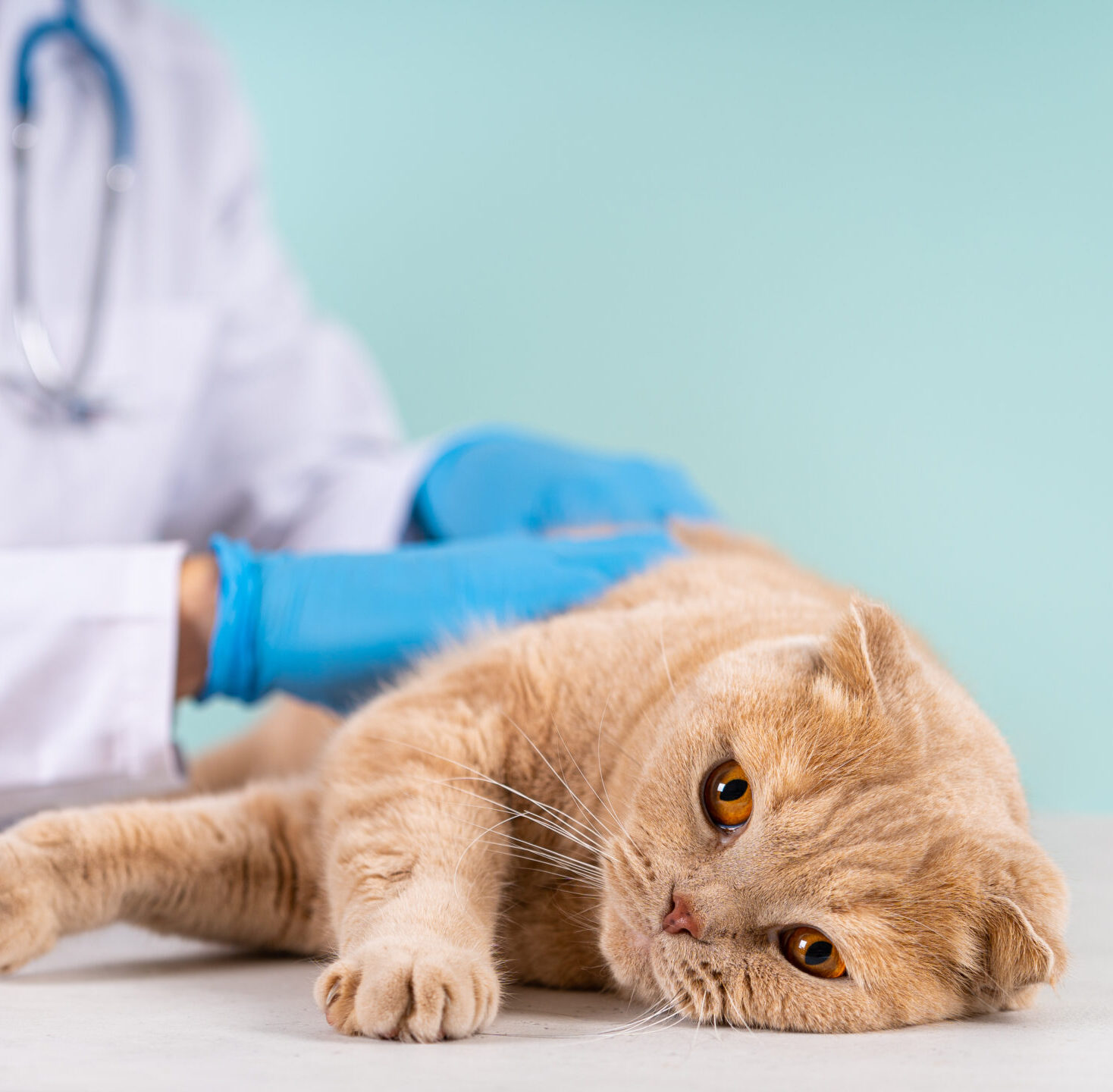 Cute scottish fold cat being examined by a pet doctor. Veterinary concept. Veterinary clinic, vet care, animal hospital banner. chipping animals. Pet check and vaccination. Close up