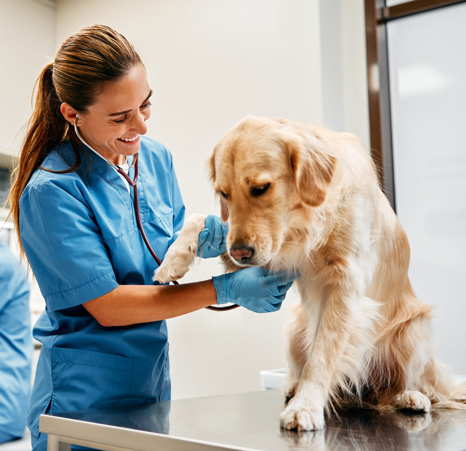 Veterinarians doctors conduct a routine examination of a dog listening to the heart with a stethoscope on a table in a modern office of a veterinary clinic. Treatment and vaccination of pets.