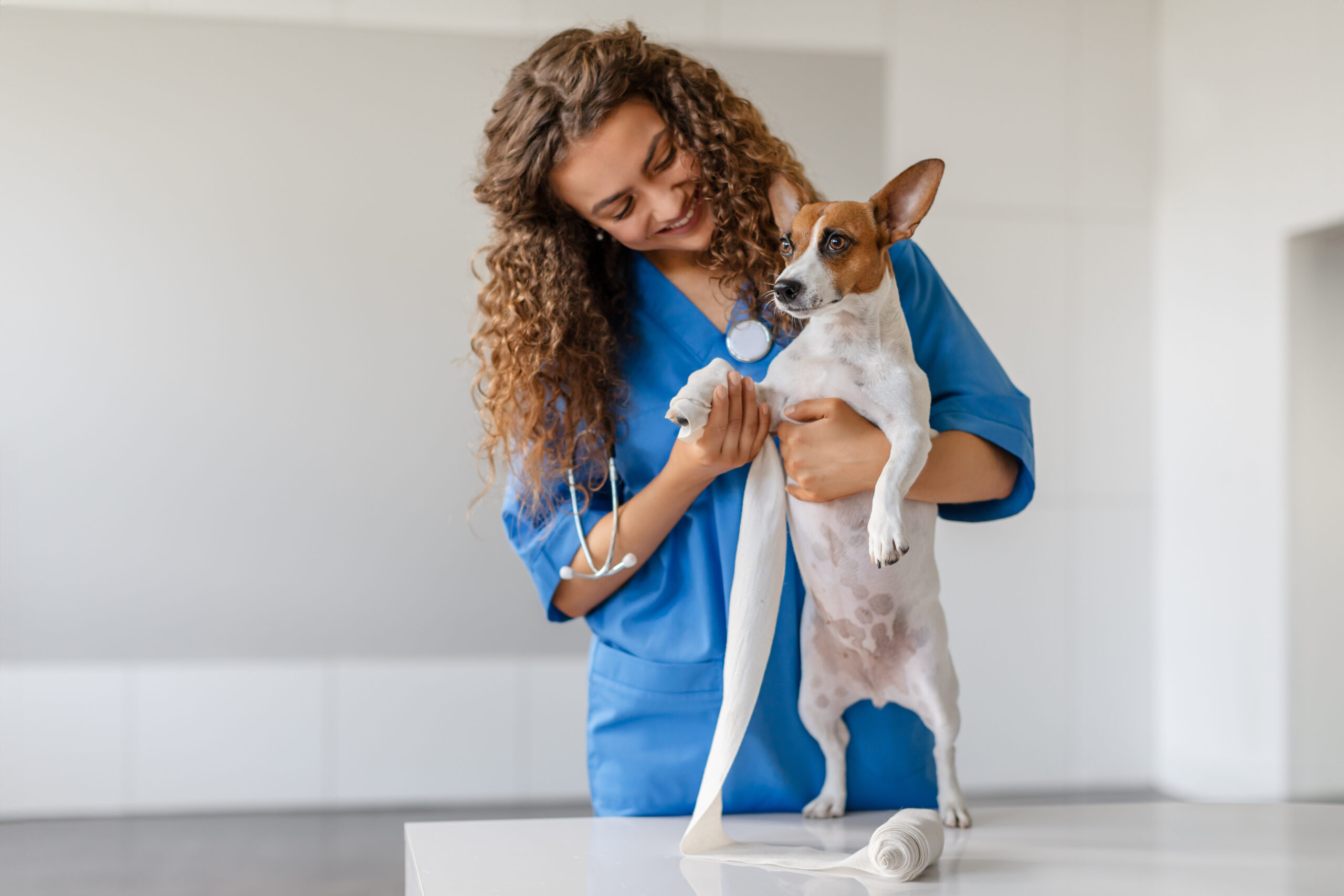 Caring female veterinarian with curly hair smiles while bandaging the paw of a small, attentive dog on an examination table in a modern clinic, free space