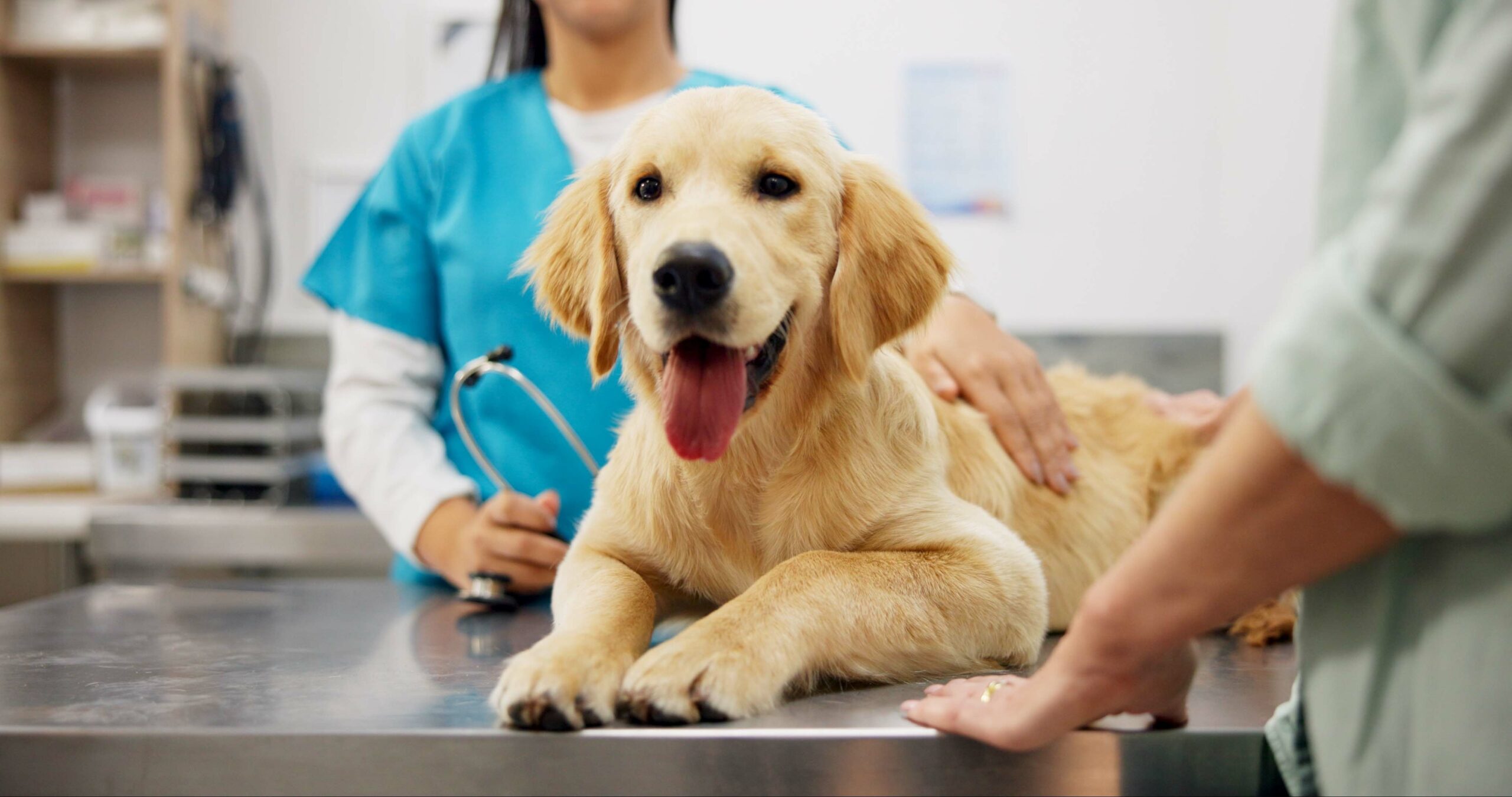 Hands, vet and dog at clinic with consulting, care and stroke for health, development and growth with wellness. People, doctor and golden retriever pet with check, exam and help at animal hospital.