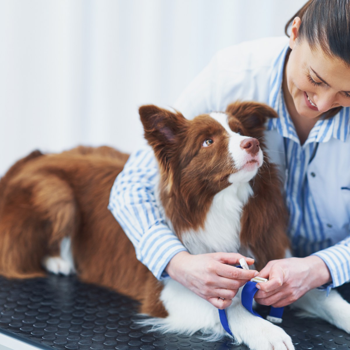 Border Collie at veterinary wellness visit at North Davies Veterinary Hospital serving Snohomish County, WA