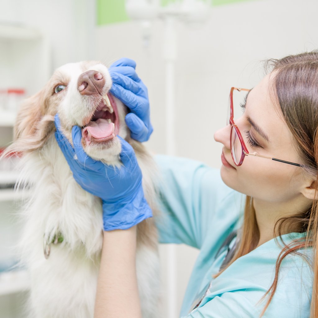 Dog receiving a dental exam by a veterinarian at North Davies Veterinary Hospital serving Snohomish County, WA