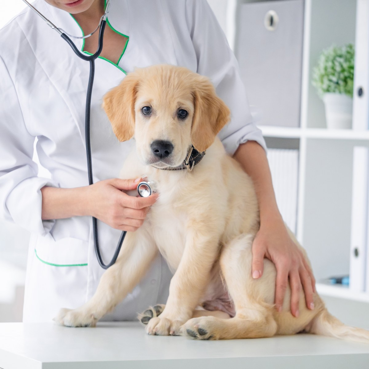 Comprehensive pet wellness exam with stethoscope at North Davies Veterinary Hospital in Lake Stevens, WA