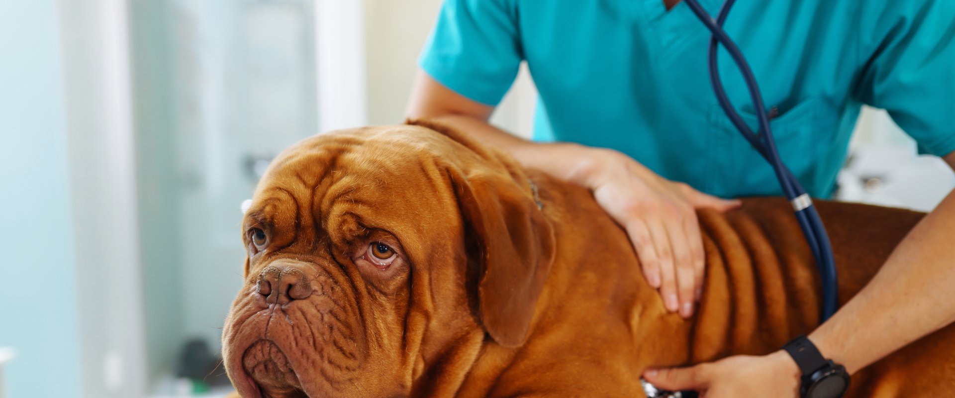 Veterinarian examining a dog during a wellness exam at North Davies Veterinary Hospital in Lake Stevens, WA