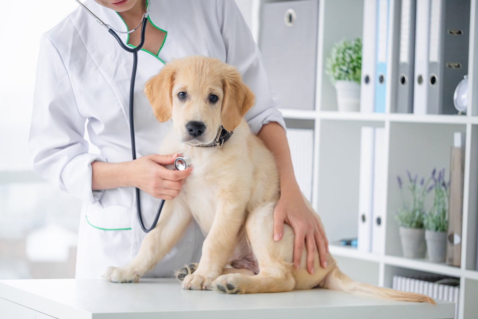 Veterinarian examining a happy dog with a stethoscope during a preventive care wellness visit at North Davies Veterinary Hospital in Lake Stevens, WA