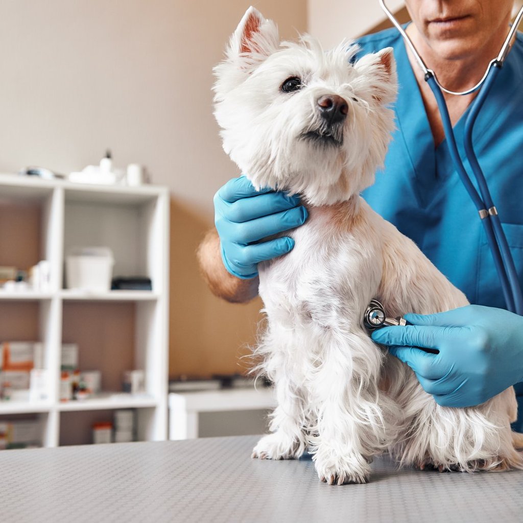 Veterinarian checking a dog's breathing with a stethoscope during a preventive care appointment at North Davies Veterinary Hospital in Lake Stevens, WA