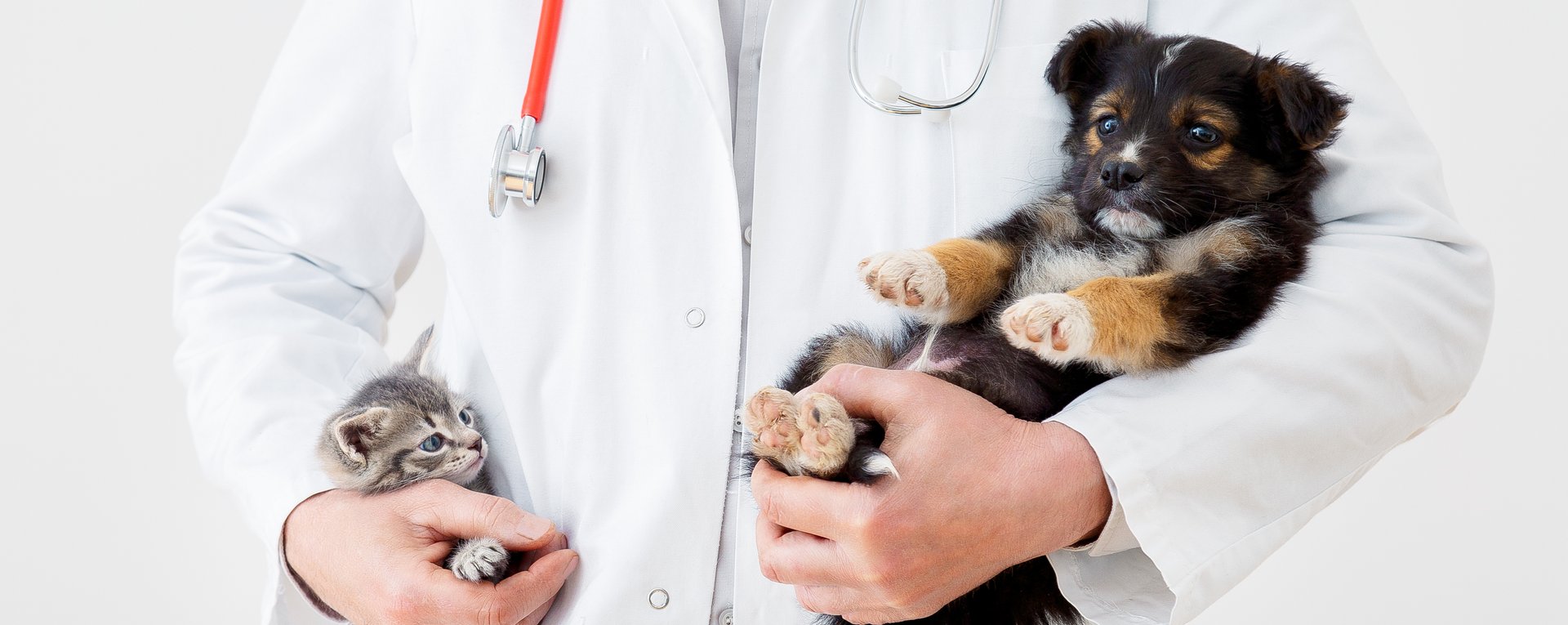 Veterinarian examining a puppy and kitten at a Lake Stevens veterinary clinic