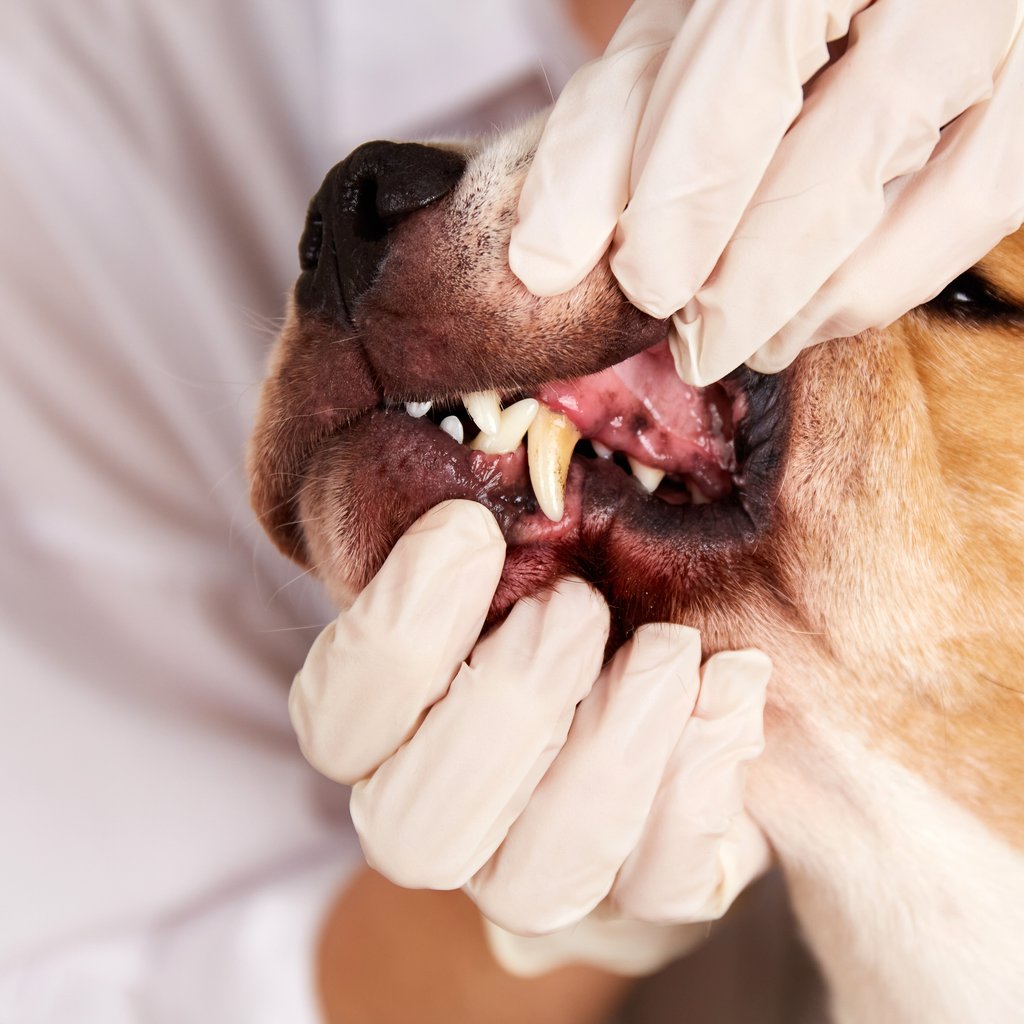 Veterinarian examining a dog's teeth and gums during a dental checkup at North Davies Veterinary Hospital