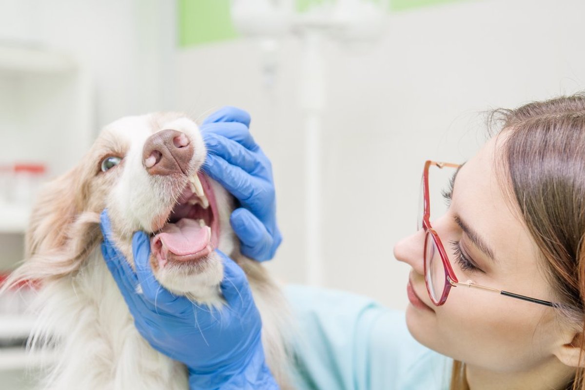 Veterinarian examining a dog's teeth during a dental checkup at North Davies Veterinary Hospital in Lake Stevens, WA