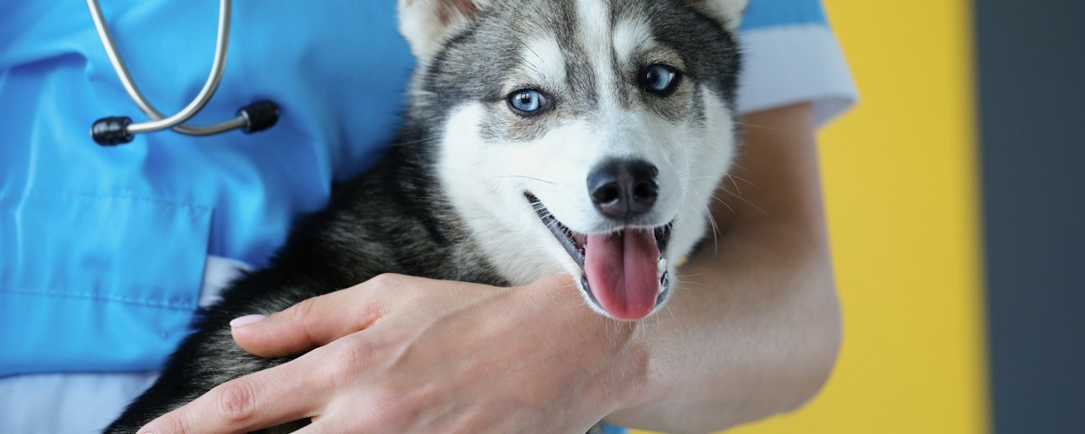Veterinarian holding a husky puppy at North Davies Veterinary Hospital wellness exam in Lake Stevens, WA