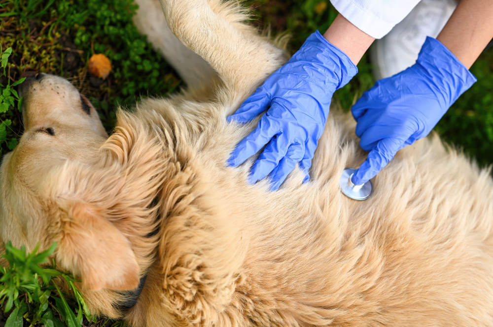 pet emergencies